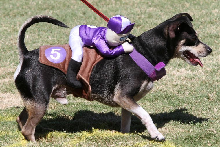 Barktoberfest